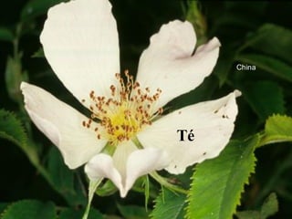 Té
China
 