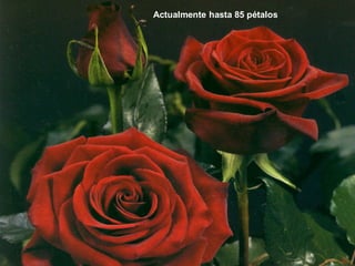 Actualmente hasta 85 pétalos
 