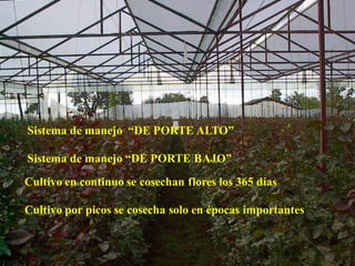 Sistema de manejo “DE PORTE ALTO”
Sistema de manejo “DE PORTE BAJO”
Cultivo en continuo se cosechan flores los 365 días
Cultivo por picos se cosecha solo en épocas importantes
 
