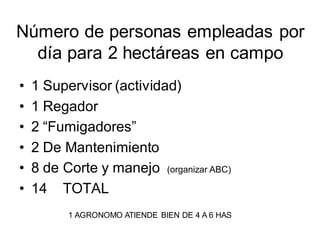 Número de personas empleadas por
día para 2 hectáreas en campo
• 1 Supervisor (actividad)
• 1 Regador
• 2 “Fumigadores”
• 2 De Mantenimiento
• 8 de Corte y manejo (organizar ABC)
• 14 TOTAL
1 AGRONOMO ATIENDE BIEN DE 4 A 6 HAS
 