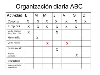 Organización diaria ABC
Actividad L M M J V S D
Cosecha
Limpieza
Quitar laterales
desy, desc, flor
Saneamiento
Reporte
anomalías
Meter tallo
Quitar maleza
X
XX
X X X X X X
XX
X X X X
X
X
X
X
X
Etiquetado
Incorporaciónde
mejoradores
 