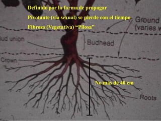 RAIZ
Definido por la forma de propagar
Pivotante (vía sexual) se pierde con el tiempo
Fibrosa (Vegetativa) “Pilosa”
No más de 40 cm
 