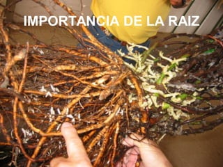 IMPORTANCIA DE LA RAIZ
 