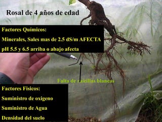 Rosal de 4 años de edad
Falta de raicillas blancas
Factores Químicos:
Minerales, Sales mas de 2.5 dS/m AFECTA
pH 5.5 y 6.5 arriba o abajo afecta
Factores Fisicos:
Suministro de oxigeno
Suministro de Agua
Densidad del suelo
 