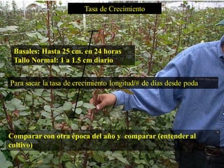 Comparar con otra época del año y comparar (entender al
cultivo)
Basales: Hasta 25 cm. en 24 horas
Tallo Normal: 1 a 1.5 cm diario
T Tasa de Crecimiento
Para sacar la tasa de crecimiento longitud/# de días desde poda
 