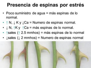 Presencia de espinas por estrés
• Poco suministro de agua = más espinas de lo
normal.
• ↑ N, ↓ K y ↓Ca = Numero de espinas normal.
• ↓ N, ↑K y ↑Ca = más espinas de lo normal.
• ↑sales (↑ 2.5 mmhos) = más espinas de lo normal
• ↓sales (↓ 2 mmhos) = Numero de espinas normal
 