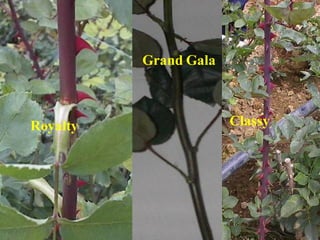 Classy, Royalty, G.Gala.
Royalty
Grand Gala
Classy
 