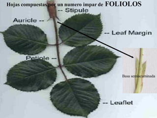 Hojas compuestas por un numero impar de FOLIOLOS
Basa semiacuminada
 