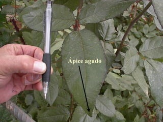 Ápice agudo
 