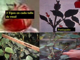 Yemas
Puntiagudas
Planas
3 Tipos en cada tallo
de rosal
 