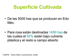Superficie Cultivada
• De las 5000 has que se producen en Edo
Méx.
• Para rosa están destinadas 1450 has de
las cuales el 92% están bajo cubierta
plástica y el resto a campo abierto
FUENTE: Carlos Valerin (comunicación verbal)
 