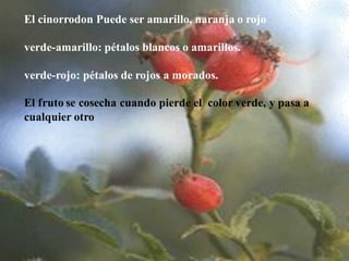 El cinorrodon Puede ser amarillo, naranja o rojo
verde-amarillo: pétalos blancos o amarillos.
verde-rojo: pétalos de rojos a morados.
El fruto se cosecha cuando pierde el color verde, y pasa a
cualquier otro
 