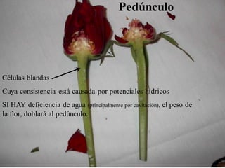 Células blandas
Cuya consistencia está causada por potenciales hídricos
SI HAY deficiencia de agua (principalmente por cavitación), el peso de
la flor, doblará al pedúnculo.
Pedúnculo
 