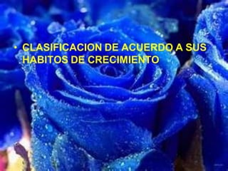 • CLASIFICACION DE ACUERDO A SUS
HABITOS DE CRECIMIENTO
 