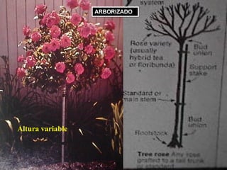 arborizado
Altura variable
ARBORIZADO
 
