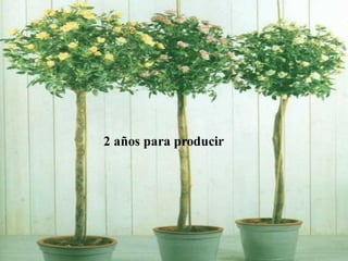 2 años para producir
 