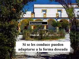 Si se les conduce pueden
adaptarse a la forma deseada
Sarmentosas
 