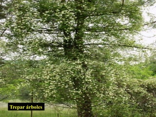 Trepar árboles
 