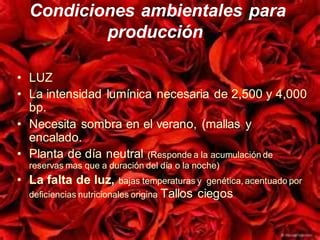 Condiciones ambientales para
producción.
• LUZ
• La intensidad lumínica necesaria de 2,500 y 4,000
bp.
• Necesita sombra en el verano, (mallas y
encalado.
• Planta de día neutral (Responde a la acumulación de
reservas mas que a duración del día o la noche)
• La falta de luz, bajas temperaturas y genética, acentuado por
deficiencias nutricionales origina Tallos ciegos
 