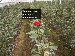 Botones chatos
por bajas
temperaturas
 