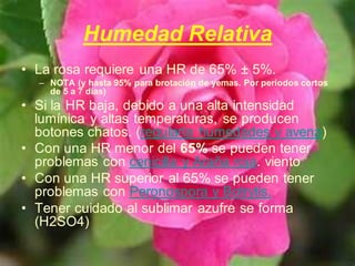 Humedad Relativa
• La rosa requiere una HR de 65% ± 5%.
– NOTA (y hasta 95% para brotación de yemas. Por periodos cortos
de 5 a 7 días)
• Si la HR baja, debido a una alta intensidad
lumínica y altas temperaturas, se producen
botones chatos. (regularla humedades y avena)
• Con una HR menor del 65% se pueden tener
problemas con cenicilla y Araña roja. viento
• Con una HR superior al 65% se pueden tener
problemas con Peronospora y Botrytis.
• Tener cuidado al sublimar azufre se forma
(H2SO4)
 