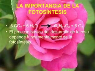 LA IMPORTANCIA DE LA
FOTOSÍNTESIS
• 6 CO2 + 6 H2O C6H12O6 + 6 O2
• El proceso básico del desarrollo de la rosa
depende fundamentalmente de la
fotosíntesis.
 