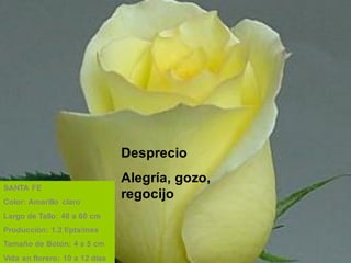 Desprecio
Alegría, gozo,
regocijo
SANTA FE
Color: Amarillo claro
Largo de Tallo: 40 a 60 cm
Producción: 1.2 f/pta/mes
Tamaño de Botón: 4 a 5 cm
Vida en florero: 10 a 12 días
 