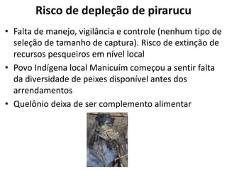 Risco de depleção de pirarucu
• Falta de manejo, vigilância e controle (nenhum tipo de
seleção de tamanho de captura). Risco de extinção de
recursos pesqueiros em nível local
• Povo Indígena local Manicuím começou a sentir falta
da diversidade de peixes disponível antes dos
arrendamentos
• Quelônio deixa de ser complemento alimentar
 