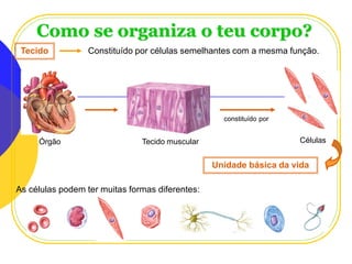 Como se organiza o teu corpo?
Tecido

Constituído por células semelhantes com a mesma função.

constituído por

Órgão

Tecido muscular

Células

Unidade básica da vida
As células podem ter muitas formas diferentes:

Planeta Terra — 9.º ano

 
