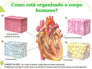 Como está organizado o corpo
humano?

 