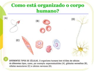Como está organizado o corpo
humano?

 