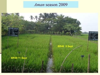 Strategies for Cropping System Intensification in a Moderately Saline Region of the Coastal Zone of Bangladesh