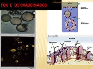FOX E OS COACERVADOS
18/03/2015Professora Ionara
14
 