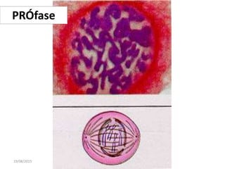 19/08/2015 Professora Ionara
PRÓfase
 