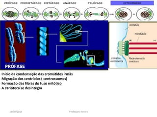 19/08/2015 Professora Ionara
Início da condensação das cromátides irmãs
Migração dos centríolos ( centrossomos)
Formação das fibras do fuso mitótico
A carioteca se desintegra
 