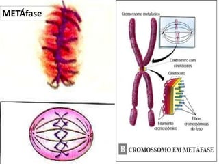 19/08/2015 Professora Ionara
METÁfase
 