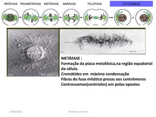 19/08/2015 Professora Ionara
METÁFASE :
Formação da placa metafásica,na região equatorial
da célula.
Cromátides em máxima condensação
Fibras do fuso mitótico presas aos centrômeros
Centrossomos(centríolos) em polos opostos
 