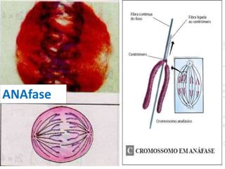 19/08/2015 Professora Ionara
Metáfase
ANAfase
 