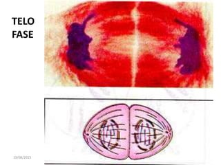 19/08/2015 Professora Ionara
TELO
FASE
 