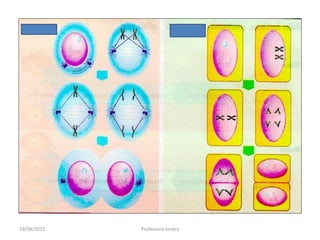 19/08/2015 Professora Ionara
 