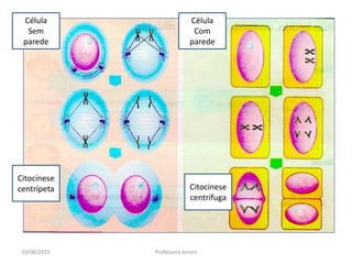 19/08/2015 Professora Ionara
Célula
Com
parede
Citocinese
centrípeta
Célula
Sem
parede
Citocinese
centrífuga
 