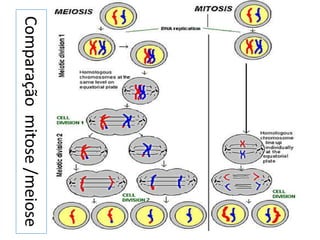 Comparaçãomitose/meiose
 