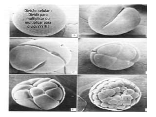 Divisão celular :
Dividir para
multiplicar ou
multiplicar para
dividir???!!!!
 