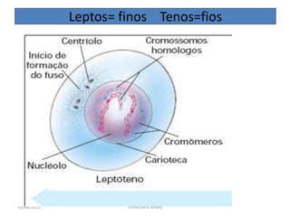 19/08/2015 Professora Ionara
Leptos= finos Tenos=fios
 