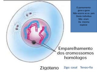 19/08/2015 Professora Ionara
O pareamento
gene a gene
Não ocorre se os pais
Deste indivíduo
Não eram
Da mesma
espécie
Zigo: casal Tenos=fio
 