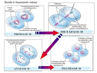 19/08/2015 Professora Ionara
Divisão II: Equacional= mitose
 