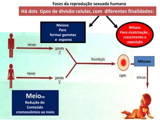 Fases da reprodução sexuada humana
Há dois tipos de divisão celular, com diferentes finalidades:
Meiose
Para
formar gametas
e esporos
Mitose
Para cicatrização ,
crescimento e
reposição
Meiose
Redução do
Conteúdo
cromossômico ao meio
Mitoses
 