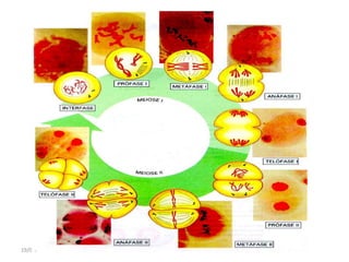 19/08/2015 Professora Ionara
 