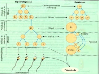 19/08/2015 Professora Ionara
 