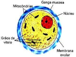 19/08/2015 Professora Ionara
Representação
esquemática de
um óvulo.
 